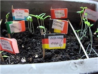 ebb94e17-Paradajzi niknuli dio1 (640x480).jpg